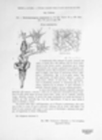 Gymnosporangium clavariiforme image